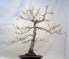 hornbeam_lside_04012013.jpg hornbeam_lside_04012013.jpg