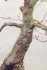 hornbeam_trunk1.jpg