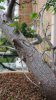 Smooth bark.jpg