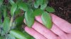 Corky bark leaves.jpg