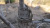 Elm prune Mar 30 2013 019.jpg