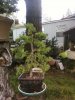 larch april 13.jpg