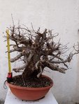 2017-03-Carpinus orientalis 4.JPG