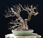 2017-03-SAL_7856ofw.jpg