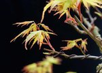 DSC02597-1.jpg