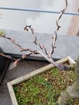 IMG_20200306_134430.jpg
