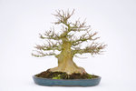 trident-maple-240-mm-ca-30-years-old.jpg