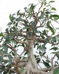20190428_01_bonsai_ficus_1 – Version 3.jpg