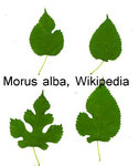 Morus alba leaf variation.JPG