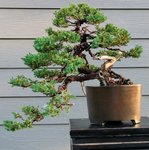 bonsai1.jpg