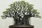 Banyan-tree-Bonsai1.png