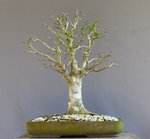 2 ficus b.jpg