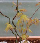 acer palmatum katsura 2020 03 09 (1).JPG