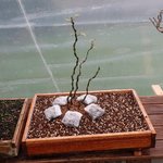 IMG_0993.JPG