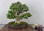 Show boxwood 1.jpg