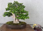 Show boxwood 2.jpg