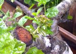 Q agrifolia green bud.jpg Q agrifolia green bud.jpg