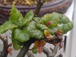 Q agrifolia red buds.jpg Q agrifolia red buds.jpg