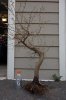 Korean Hornbeam 2013.jpg