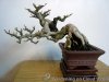 defoliating-bonsai-tree-05.jpg