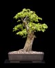 E.Hornbeam-13.jpg