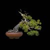 JackPine-13.jpg
