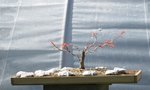 acer palmatum beni tsukasa 2018 04 19 000.jpg