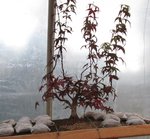 acer palmatum beni tsukasa 2018 11 06 001.JPG