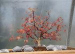 acer palmatum beni tsukasa 2019 04 12 001.JPG