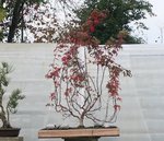 acer palmatum beni tsukasa 2019 11 21 001.JPG