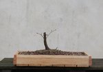 acer palmatum deshojo 2019 03 05 011.JPG