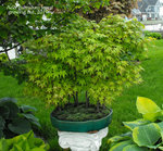 Apf 2017 Acer palmatum forest 2019.JPG