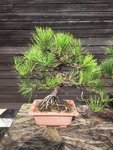 Austrian Pine.jpg