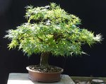 DSC02943-1.jpg