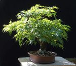 DSC02950-1.jpg