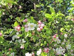 malus-everest00_200330a.jpg