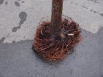 2011-04-09 c.jpg
