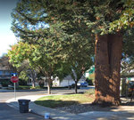 Neighborhood coast redwood twin trunk other side.jpg