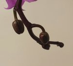 orchid buds.jpg