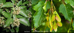 Amur Maple ID 2 of 2.JPG