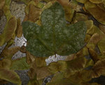 Hedge of Field Maple leaf.JPG