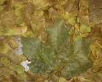 Hedge or Amur Mpale leaf.JPG