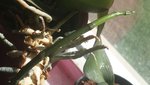 orchid flower spike.jpg