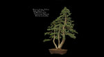 River's Edge B'Nut Sub Alpine Fir.JPG