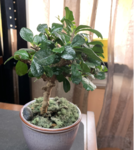 fukienbonsai2.png