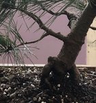 C0906EB3-2CD6-42D2-AAAE-E876AF1AAD7A.jpeg C0906EB3-2CD6-42D2-AAAE-E876AF1AAD7A.jpeg