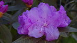 DSC00553.JPG