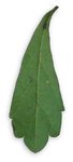 Carmona leaf.jpg