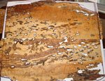 spalted wormhole maple 1232018-2.jpg