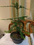 IMG_20200419_205046.jpg